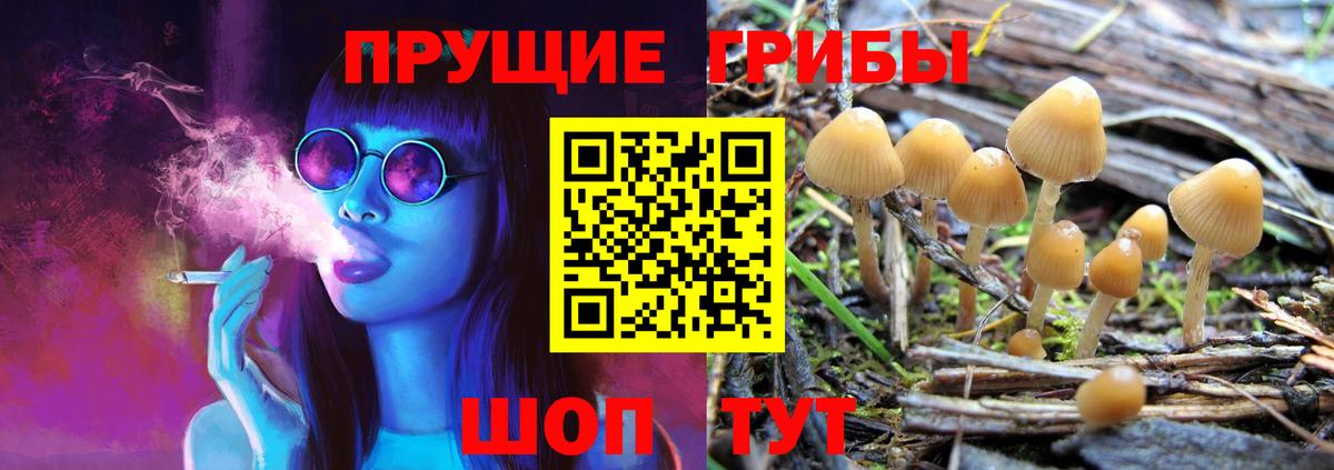 Волгодонск  Псилоцибиновые грибы мицелий  Псилоцибиновые грибы прущие грибы  Вход с VPN 